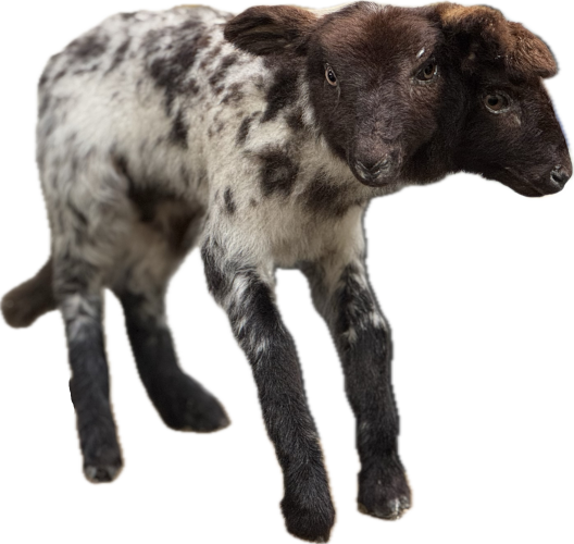A two headed sheep